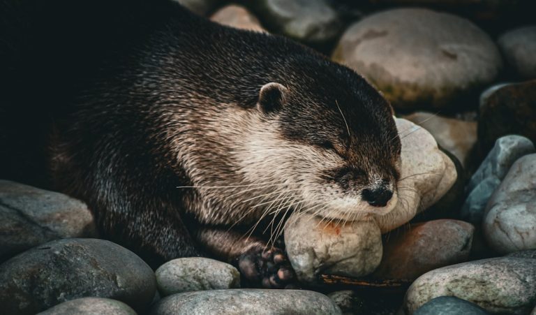 Otter.ai Eleva o Patamar da Produtividade com Busca Entre Ferramentas e Novo Aplicativo para Windows