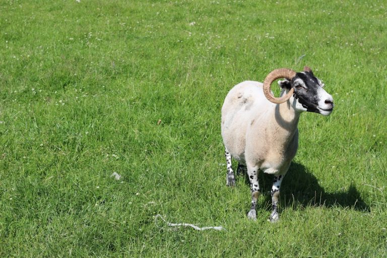 A Grande Escassez de Memória RAM: Por Que os Preços Podem Continuar Subindo Até 2030?