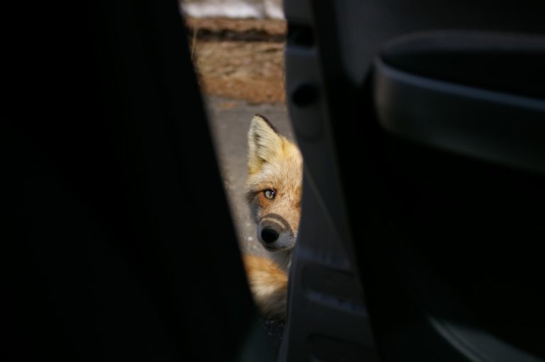 O Bilionário Xeque-Mate da Fox: Por que a compra da Roku por US$ 22 bilhões muda tudo na sua Smart TV