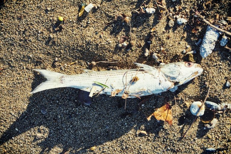 O futuro da pesca ética: Conheça o Poseidon, o robô com IA que abate peixes instantaneamente