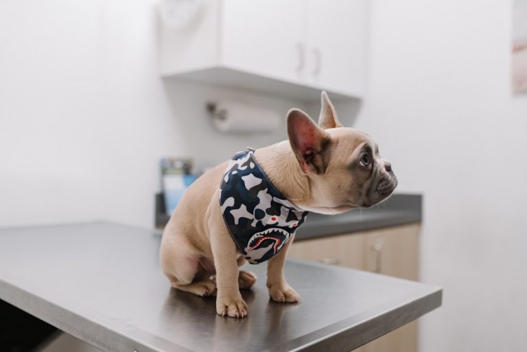 Vacina contra Câncer Canino Desenvolvida por IA vira Startup: Conheça a Gamgee